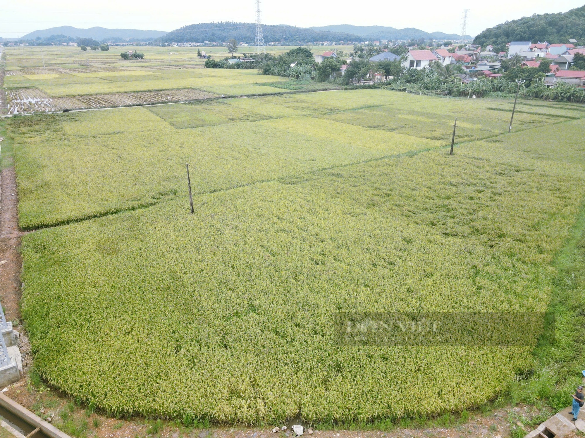 Siêu bão số 3, cơn bão Yagi trước giờ đổ bộ đất liền Thanh Hóa, dân hối hả làm việc này ngoài đồng- Ảnh 1.