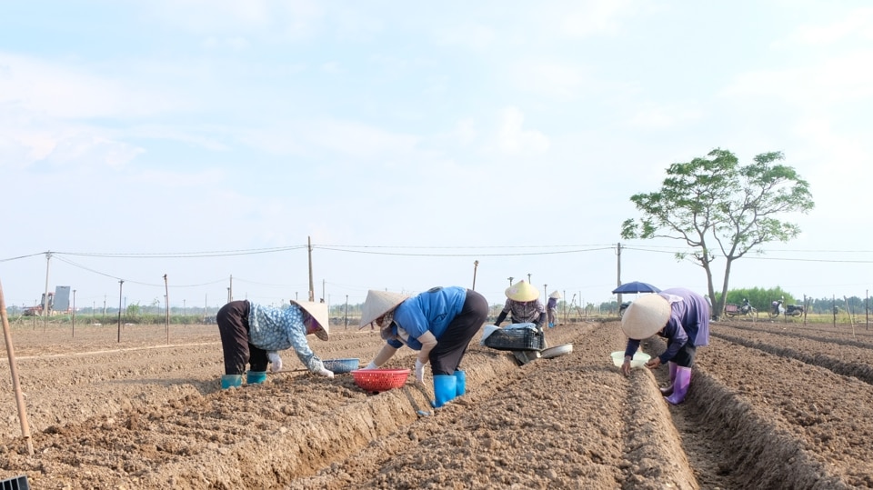 Bà con nông dân huyện Mê Linh tích cực xuống đồng gieo trồng rau màu.