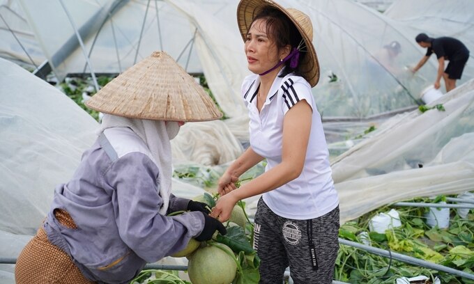 Chị Cuối cùng bà con hàng xóm nhặt dưa lưới tại nhà màng. Ảnh: Bảo Thắng.  