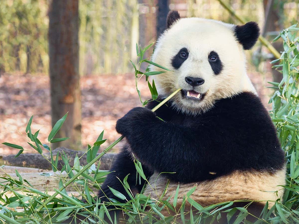 tra gau truc ve noi tang vi chi phi nuoi qua ton kem hinh 1