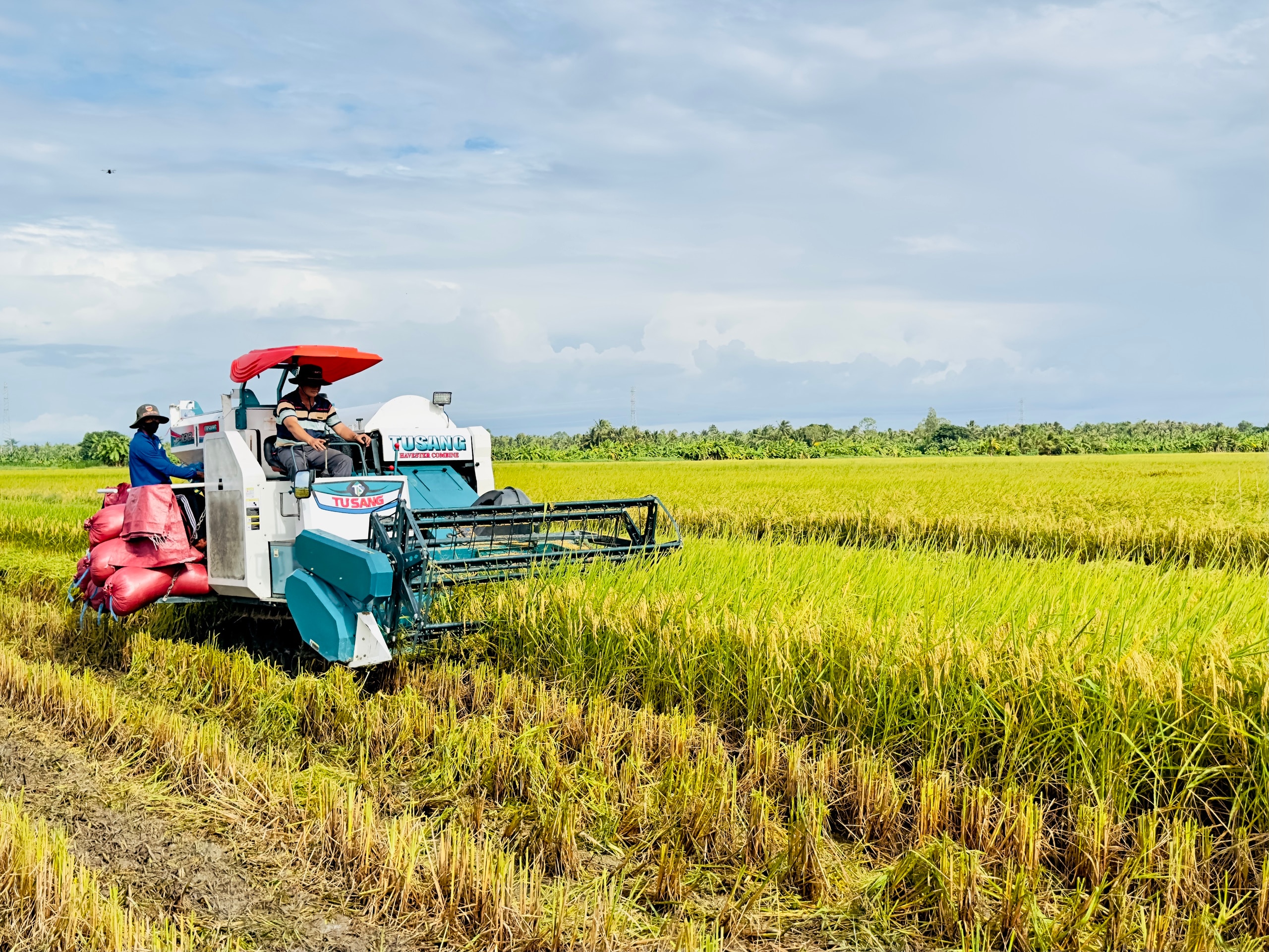 Ông Hồ Quang Cua đề xuất đặc cách gì để phát triển Đề án 1 triệu ha lúa chất lượng cao, phát thải thấp? - Ảnh 2.