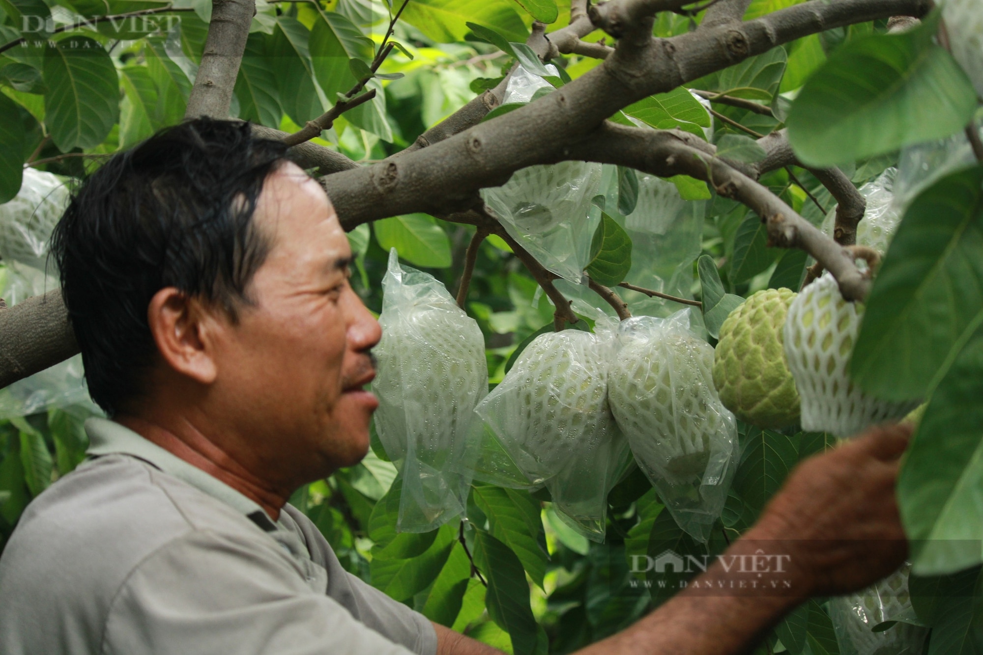 Trồng giống cây cho ra quả 