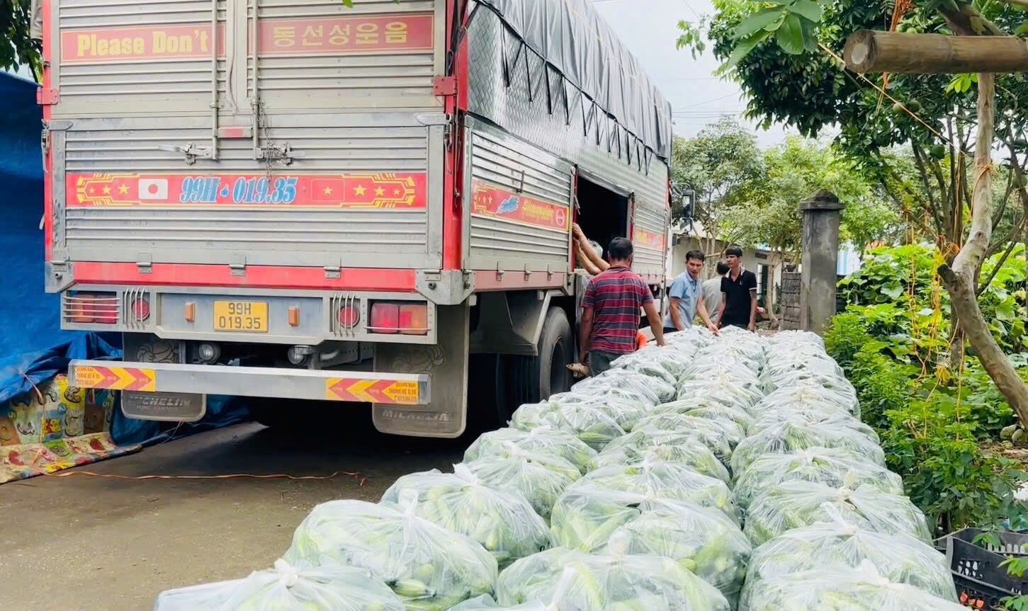 Các đơn vị liên kết thu mua dưa chuột tại xã Quyết Tiến, huyện Quản Bạ, tỉnh Hà Giang.