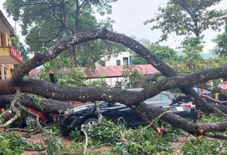 Cành cây xà cừ rất lớn bất ngờ gãy, rơi xuống sân trường.