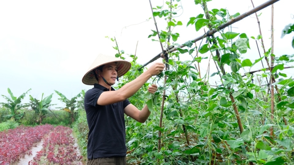 Nông dân xã Liên Hiệp (huyện Phúc Thọ) chăm sóc rau màu.