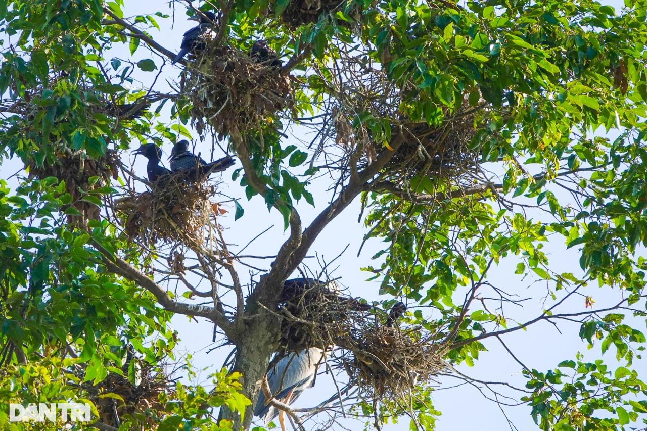 Những ngôi chùa miền Tây thu hút chim, dơi về trú ngụ suốt nhiều thập kỷ