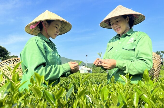 Chị Dương Thị Thư (bên trái) và chị Nguyễn Thị Huế (bên phải) là thành viên của HTX Tiến Yên rất yên tâm khi gắn bó với cây chè bởi quy trình sản xuất an toàn, theo hướng hữu cơ. Ảnh: Quang Linh.