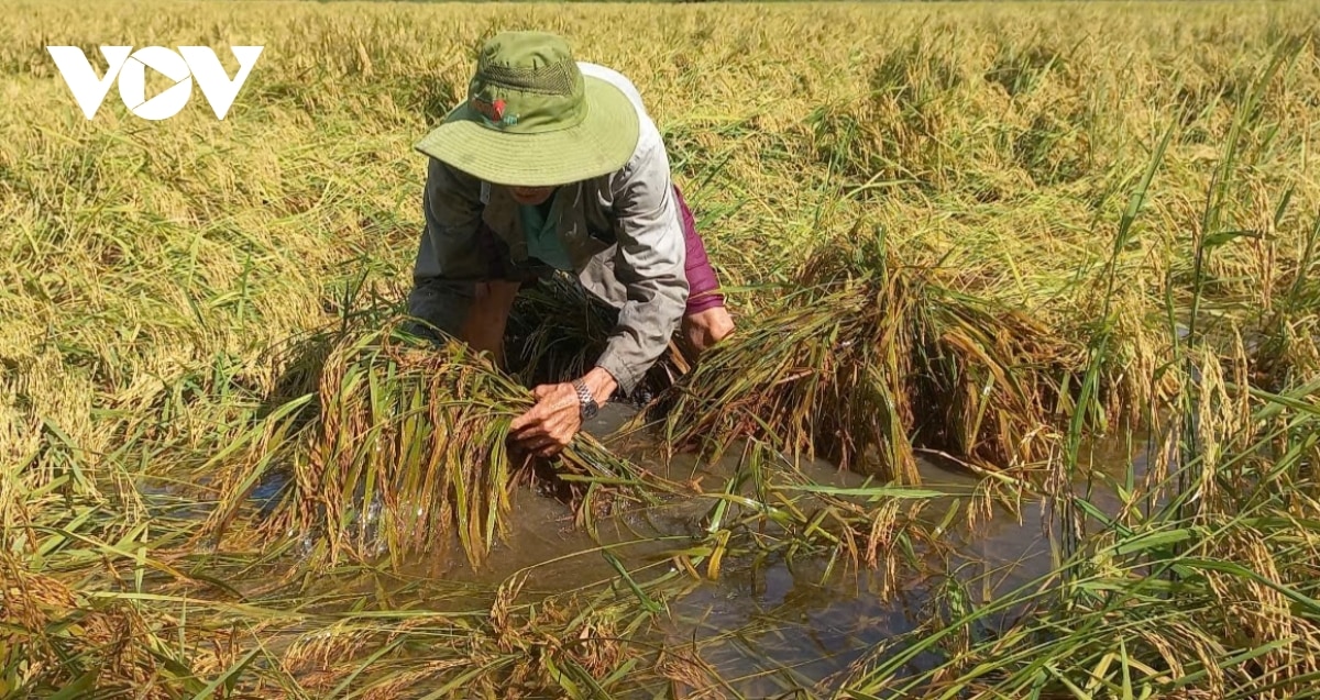 lua thu Dong do nga do mua dong, nong dan hau giang thiet hai du duong hinh anh 2