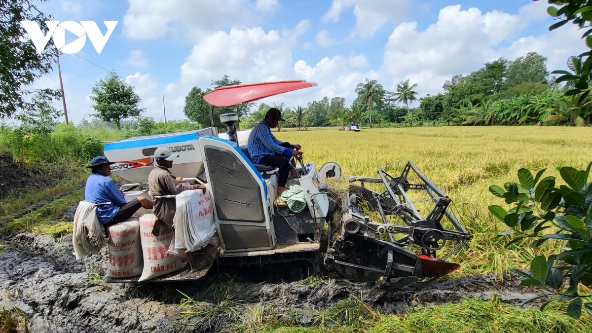 lua thu Dong do nga do mua dong, nong dan hau giang thiet hai du duong hinh anh 3