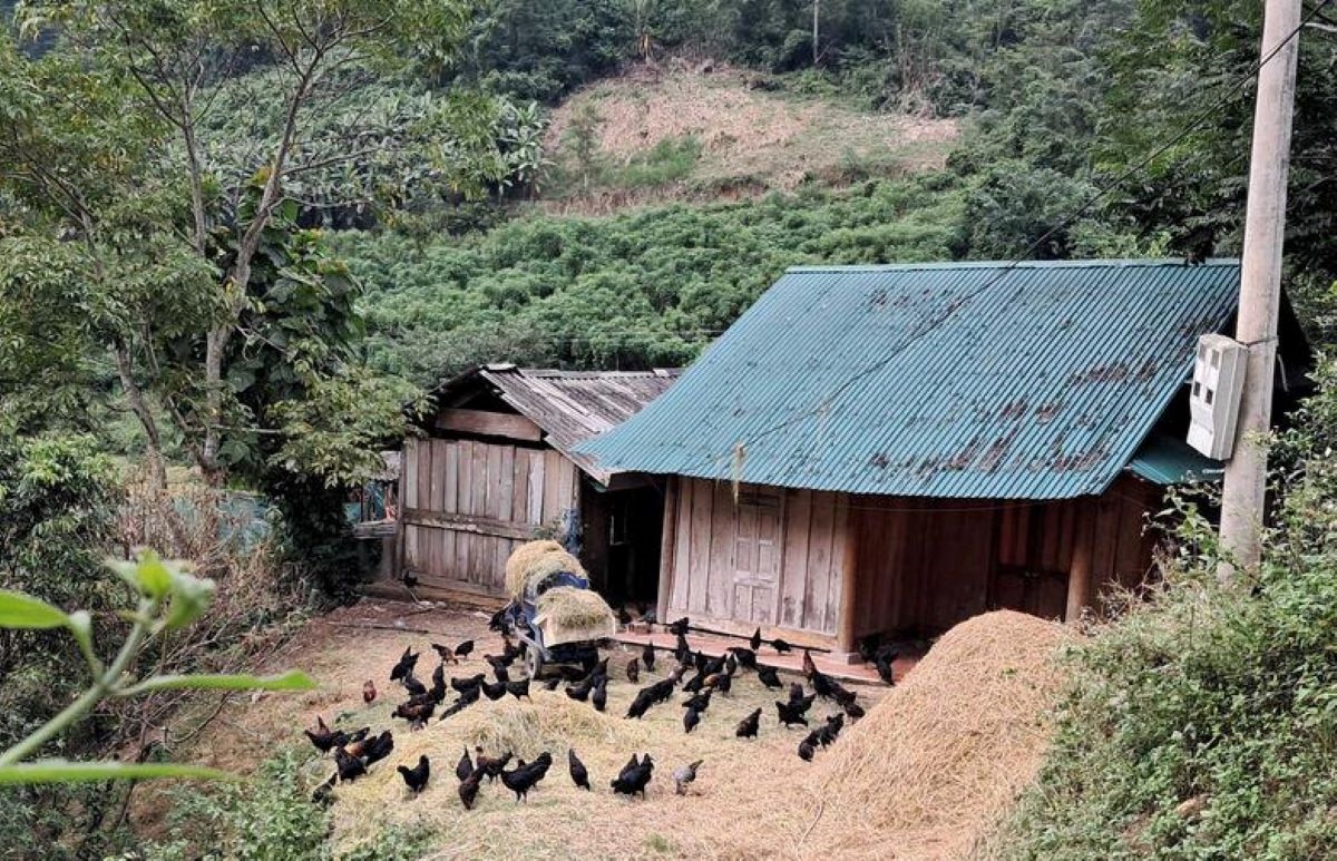 Gà đen, một giống gà bản địa của đồng bào Mông ở tỉnh Nghệ An từ lâu đã trở thành thứ đặc sản quý của địa phương