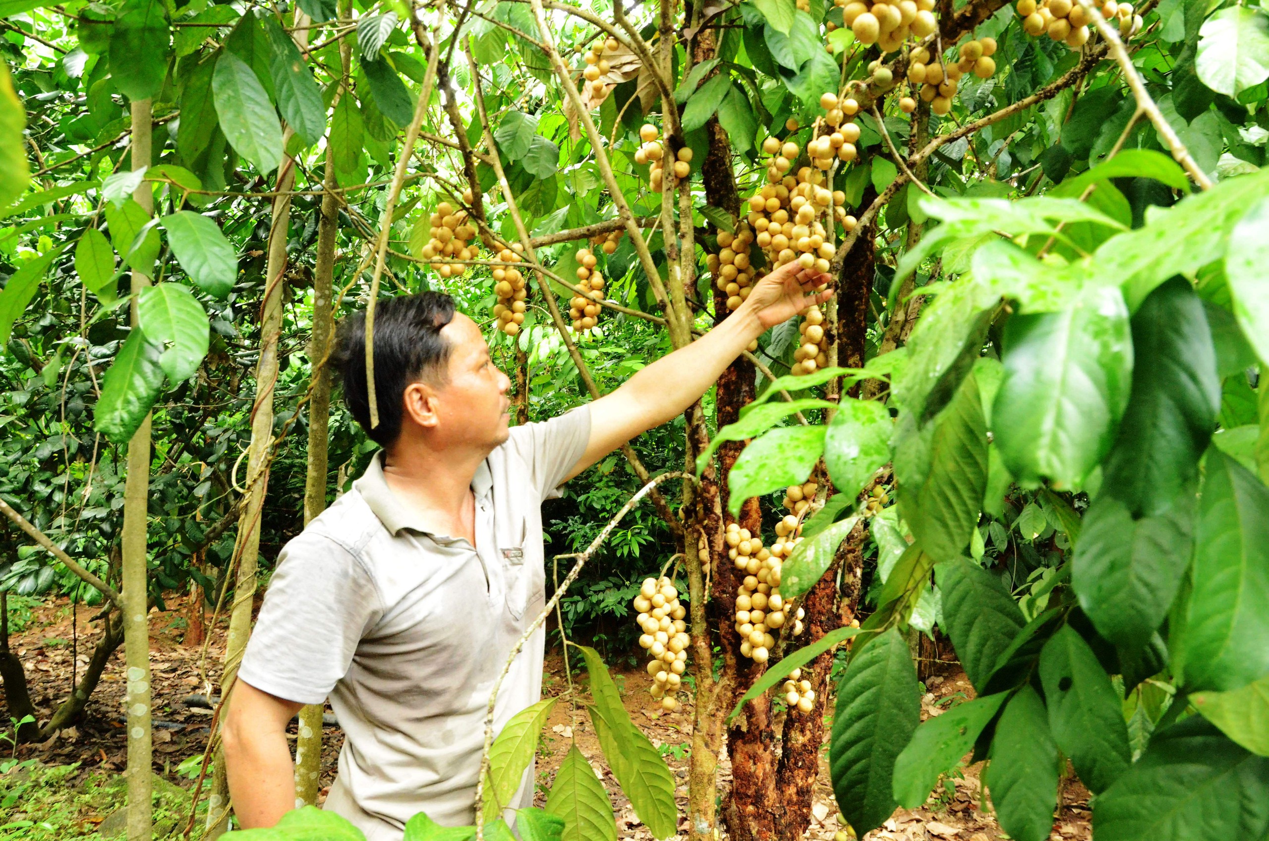 Tiên Cảnh ở Quảng Nam, nơi mà nguyên Chủ tịch nước Trương Tấn Sang về tặng cây cầu đã đạt chuẩn NTM nâng cao - Ảnh 7.