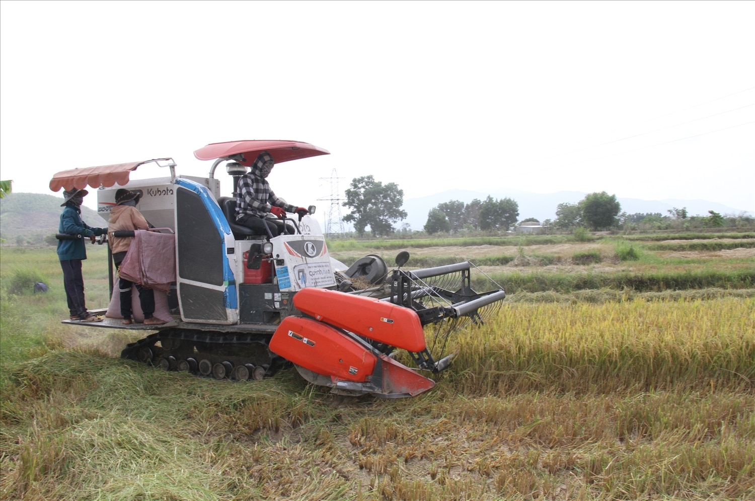 Nông dân phấn khởi với mô hình sản xuất mới, năng suất cao, ít tốn công.