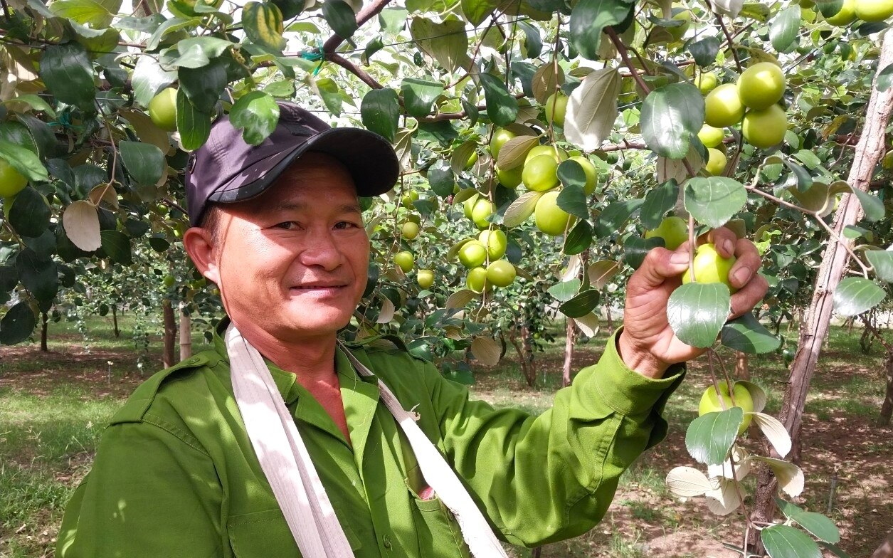 Táo là một trong những cây trồng chủ lực ở huyện Ninh Sơn (Ảnh minh họa).