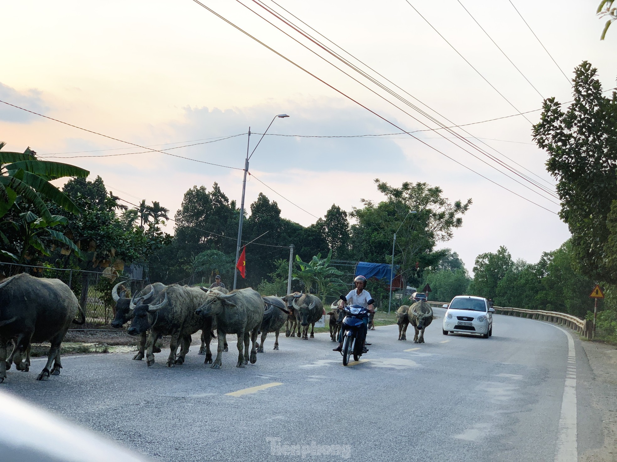 Trâu bò nghênh ngang trên quốc lộ 15A ảnh 4