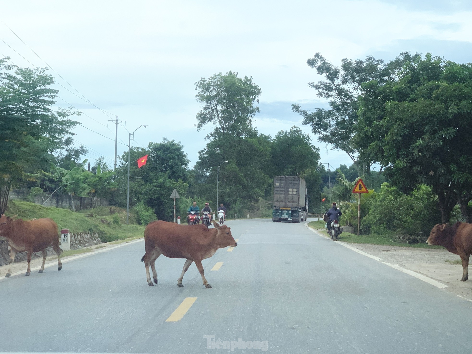 Trâu bò nghênh ngang trên quốc lộ 15A ảnh 6