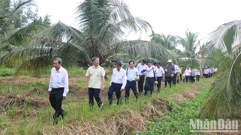 Trường đại học Trà Vinh nghiên cứu thành công giống dừa sáp cấy phôi ảnh 3