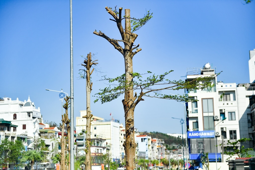  Ngắm những hàng cây “hồi sinh”sau bão Yagi lịch sử tại Hạ Long  - Ảnh 8.