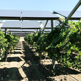 Vinedo Solar Vineyard2.jpeg