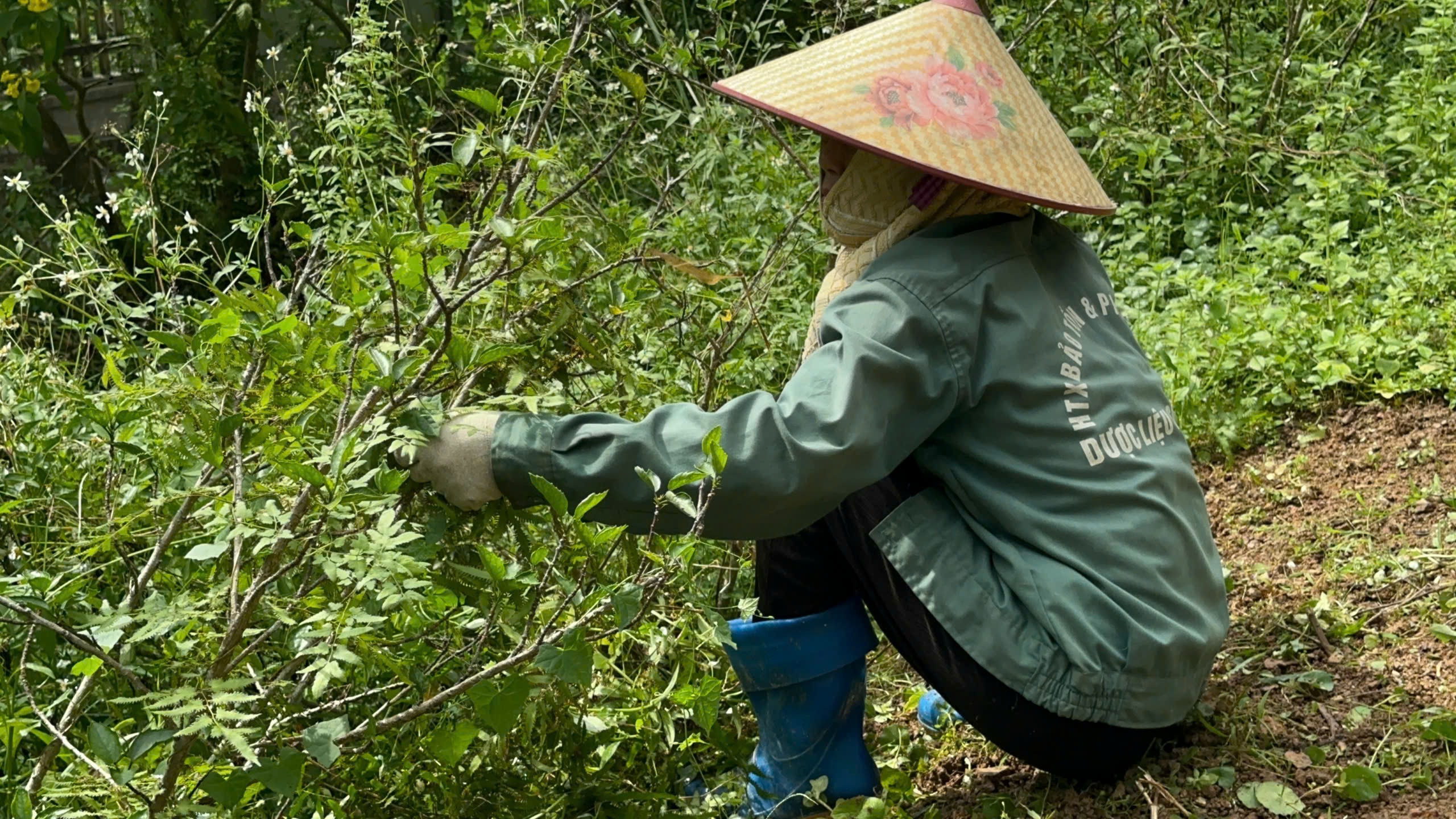 Loài cây quý nào ở Sóc Sơn giúp hợp tác xã được cấp bằng sáng chế độc quyền - Ảnh 6.