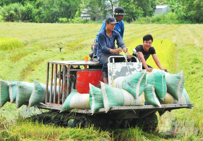 Trung bình mỗi hộ nông dân ĐBSCL đang sở hữu 1,2ha đất sản xuất lúa, cho thu nhập từ 40 - 60 triệu đồng/ha/năm. Ảnh: Lê Hoàng Vũ.