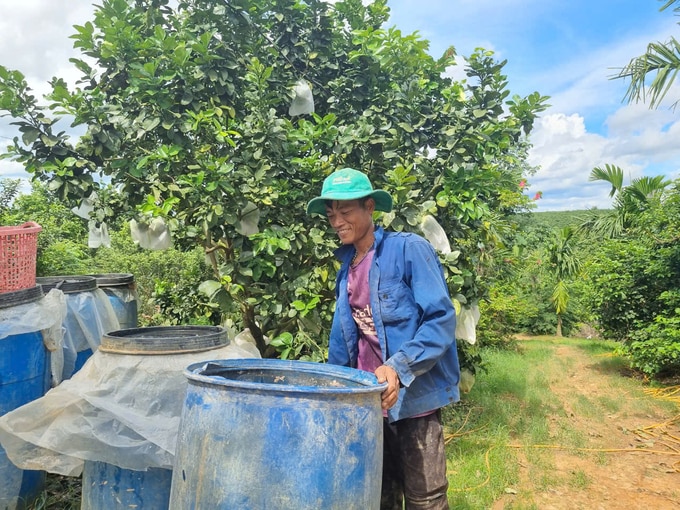 Vườn cây của gia đình ông Ghi chỉ sử dụng các chế phẩm vi sinh để phòng trừ sâu bệnh. Ảnh: Tuấn Anh.