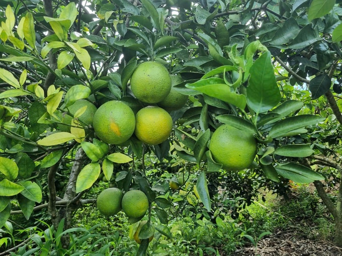 Yêu cầu của người tiêu dùng và tiêu chuẩn sản phẩm xuất khẩu ngày càng khắt khe là động lực để nông dân sử dụng thuốc BVTV sinh học. Ảnh: Tuấn Anh.