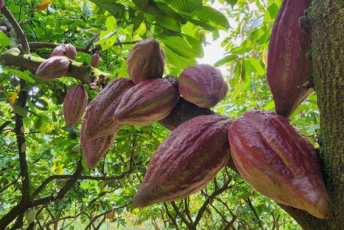 Hiện nay ca cao đang là một trong những nguồn thu nhập chính của người dân tại xã Cư Ni. Ảnh: Quang Yên.