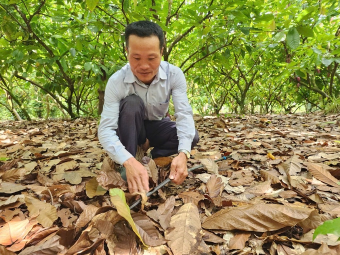 Hiện nay người dân tại xã Cư Ni áp dụng khoa học kỹ thuật vào canh tác, cho cây ca cao ra quả vào mùa khô giúp hạn chế sâu bệnh, tăng năng suất. Ảnh: Quang Yên.