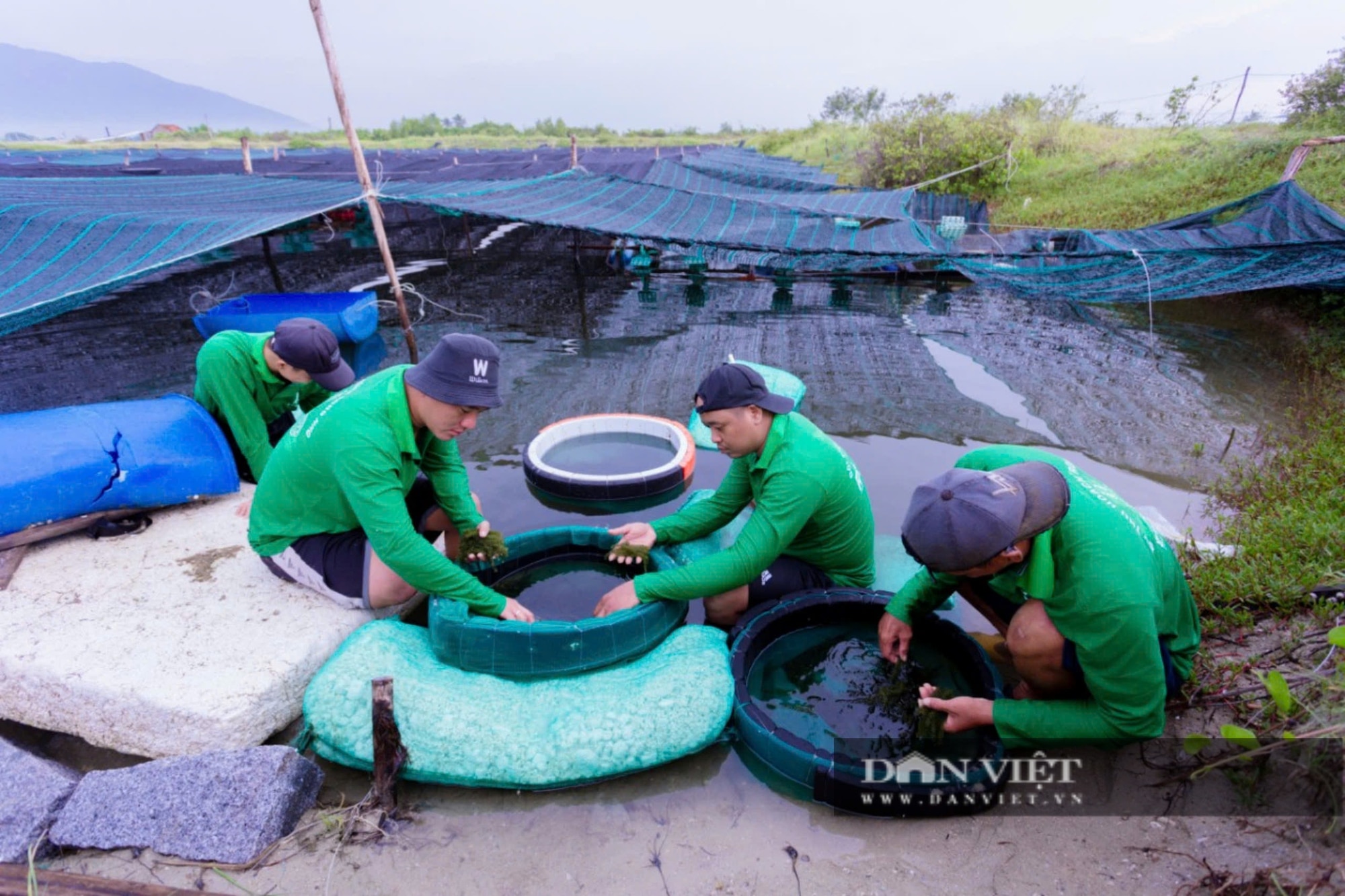 Kỳ 2: Đưa loại rong nho biển xuất ngoại, khách thích thú, ông chủ Khánh Hòa được Bộ trưởng Lê Minh Hoan khen- Ảnh 4.