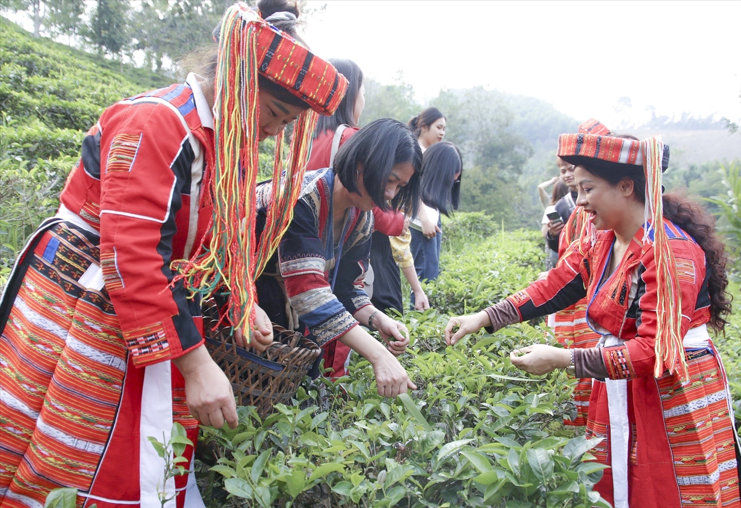 Du khách mặc trang phục phụ nữ Pà Thẻn trải nghiệm hái chè tại thôn Khuổi Hóp, xã Linh Phú, huyện Chiêm Hóa.