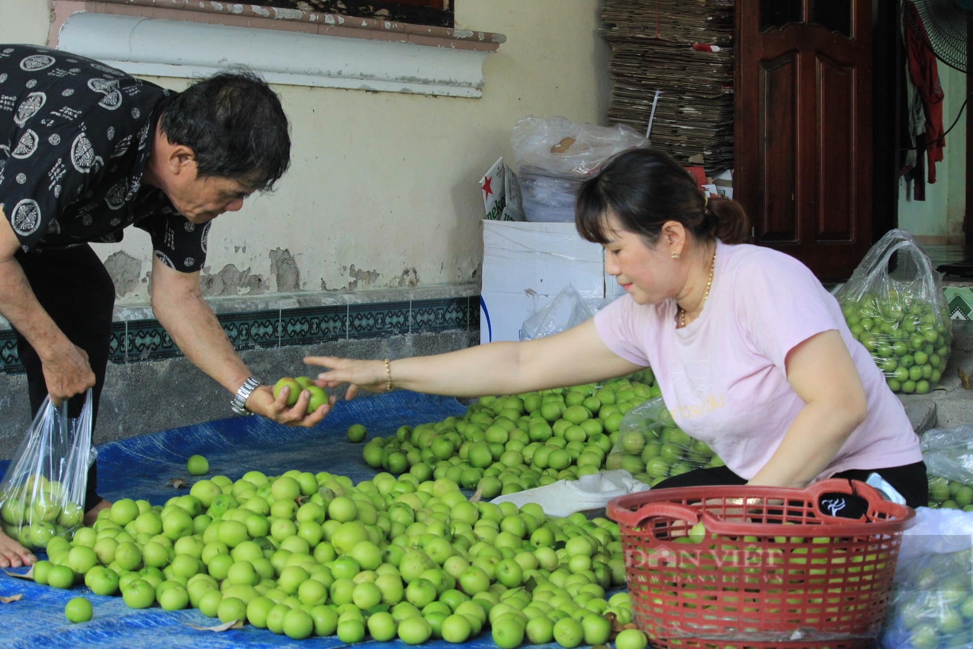 Đưa loại táo ngon cho khách hàng ăn, thành viên HTX táo Cam Thành Nam đút túi trên 400 triệu đồng/năm - Ảnh 5.