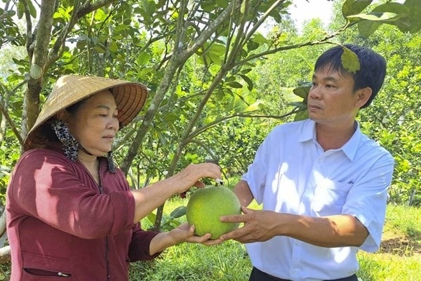 Bình Định trở thành vựa bưởi lớn trong cả nước.