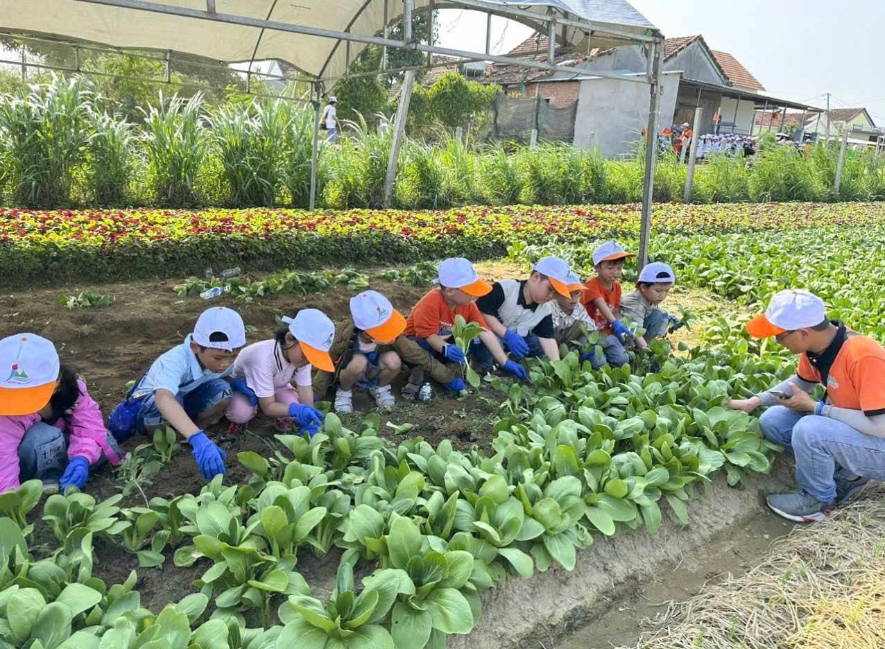 Thương hiệu Lá Lành tại làng rau cổ Khối Thuận Nghĩa, thị trấn Phú Phong, huyện Tây Sơn (Bình Định) được công nhận là rau VietGAP.