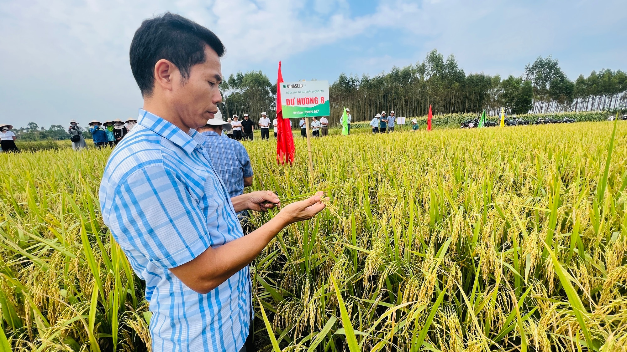 Giống lúa Dự Hương 8 (new): Tiềm năng và triển vọng trong sản xuất nông nghiệp Bắc Giang- Ảnh 2.