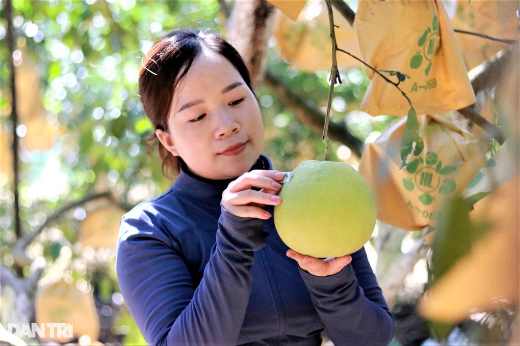 Độc lạ cách nông dân đóng bảo hiểm bằng... bưởi - 2