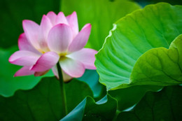 Kedokteran gigi menciptakan generator lotus.jpg