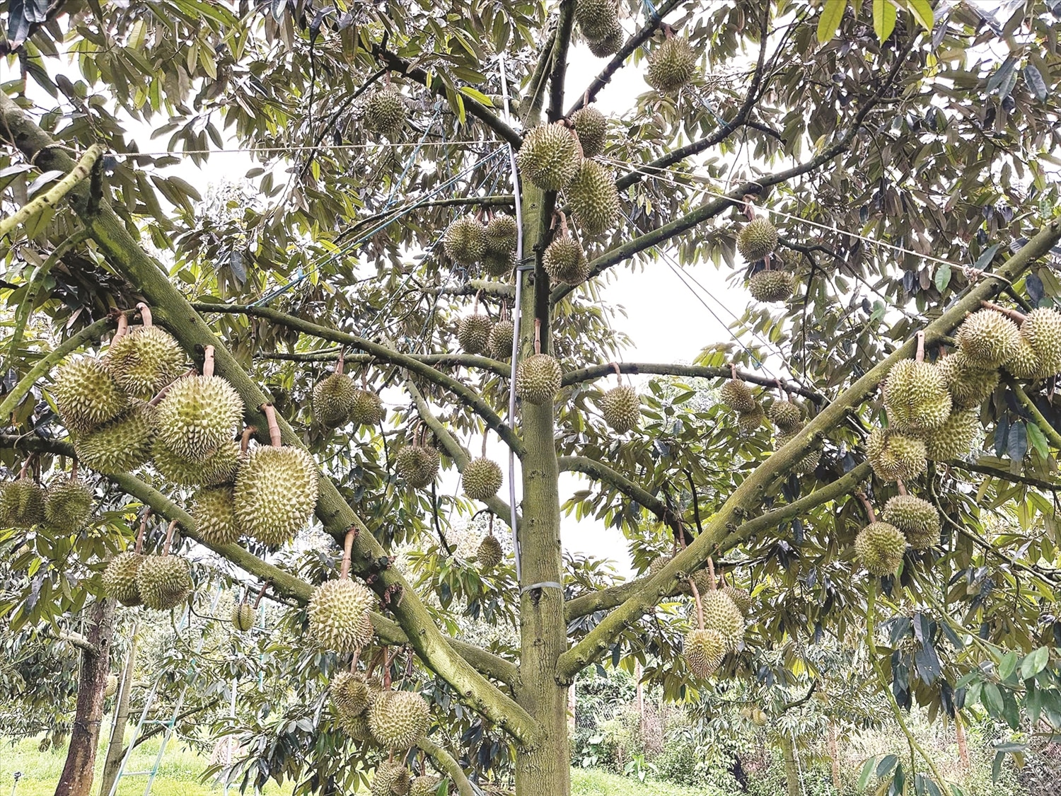 Sầu riêng trở thành cây trồng chủ lực mang lại hiệu quả kinh tế cao cho người dân Đắk Lắk . 