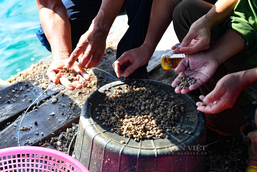 Quảng Ninh:  Dân nuôi ngao, thưng, sần… trắng tay sau bão Yaghi vẫn chưa có cát xốp để sản xuất  - Ảnh 2.