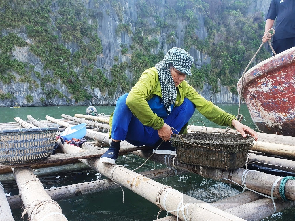 Quảng Ninh:  Dân nuôi ngao, thưng, sần… trắng tay sau bão Yaghi vẫn chưa có cát xốp để sản xuất  - Ảnh 3.