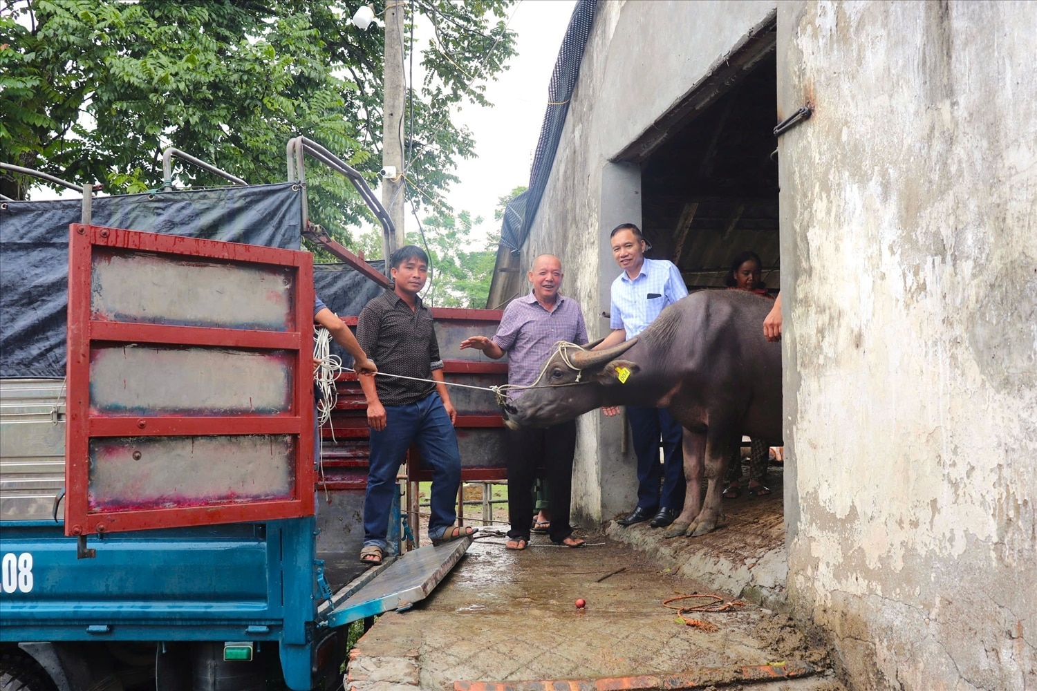 Trung tâm Dịch vụ Nông nghiệp huyện Yên Sơn bàn giao trâu cái sinh sản, hỗ trợ cho hộ nghèo trên địa bàn huyện Yên Sơn