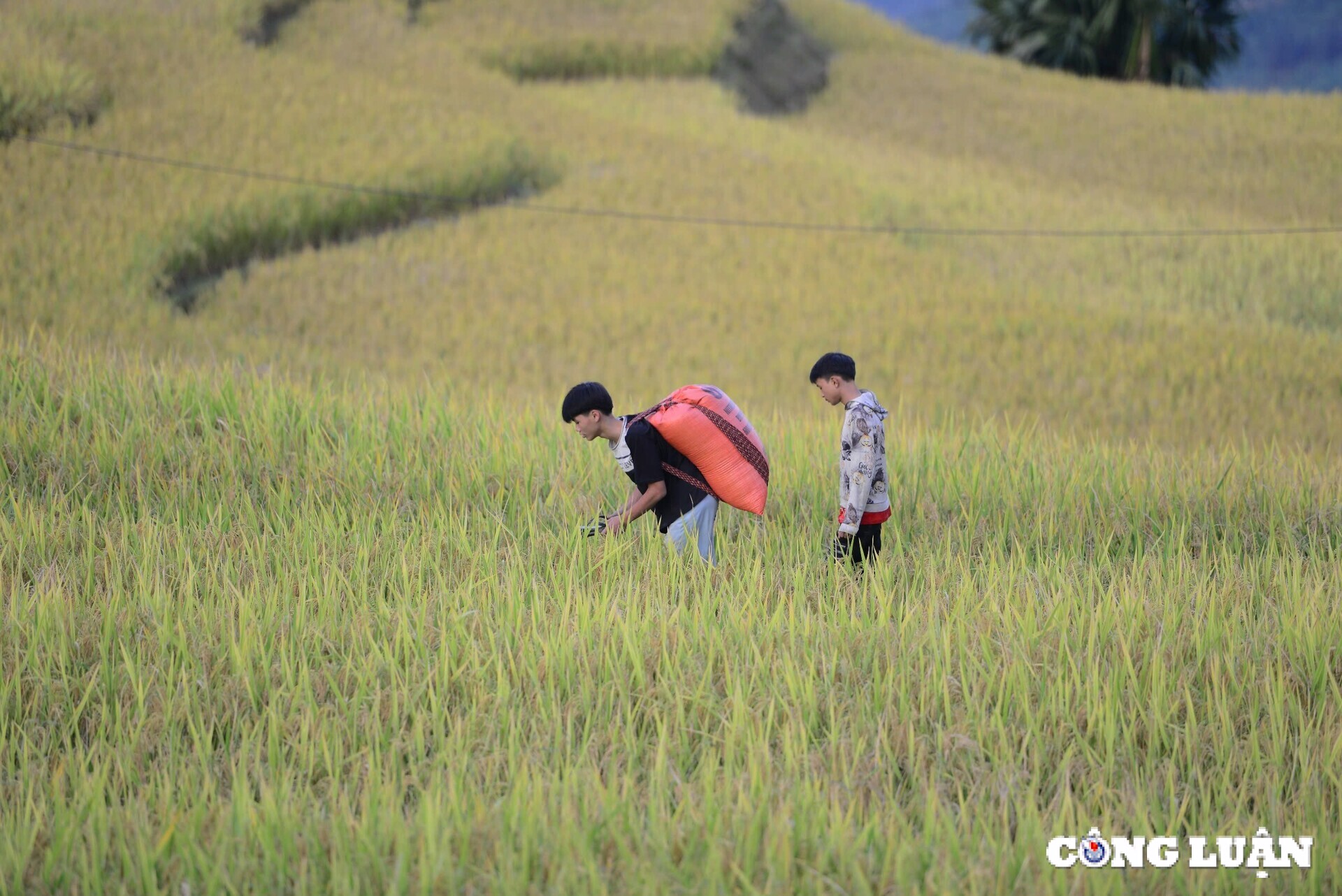 me dam thu vang tren nhung thua ruong bac thang o xa phin tinh ha giang hinh 8