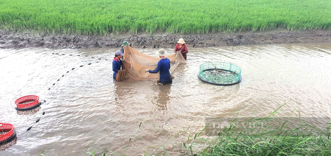 Làm chuyện ngược đời, ông nông dân ở Bến Tre muốn đưa con tôm càng lột cấp đông ra thế giới   - Ảnh 3.