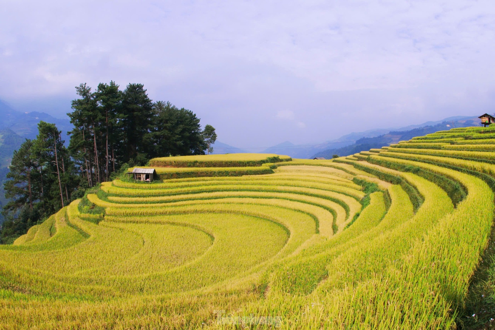 Sắc vàng rực rỡ trên những thửa ruộng bậc thang Mù Cang Chải ảnh 5