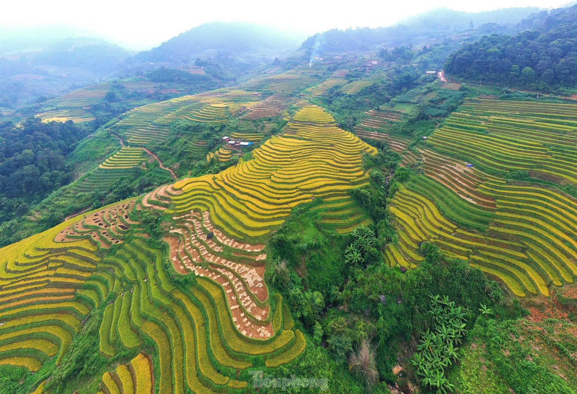 Sắc vàng rực rỡ trên những thửa ruộng bậc thang Mù Cang Chải ảnh 12