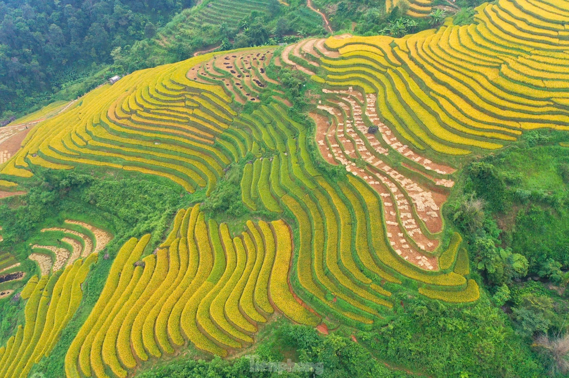 Sắc vàng rực rỡ trên những thửa ruộng bậc thang Mù Cang Chải ảnh 13