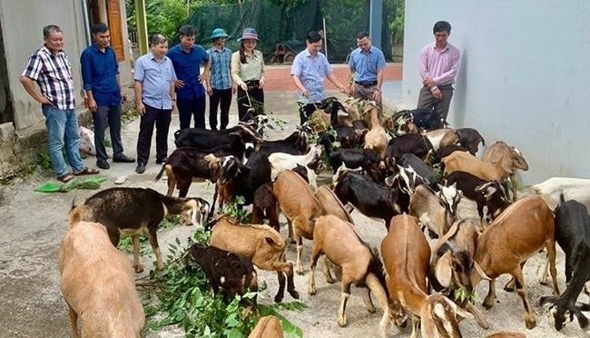 Các mô hình chăn nuôi hiệu quả được các hội viên Hội nông dân Thanh Hóa tích cực chia sẻ kinh nghiệm để cùng nhau thoát nghèo