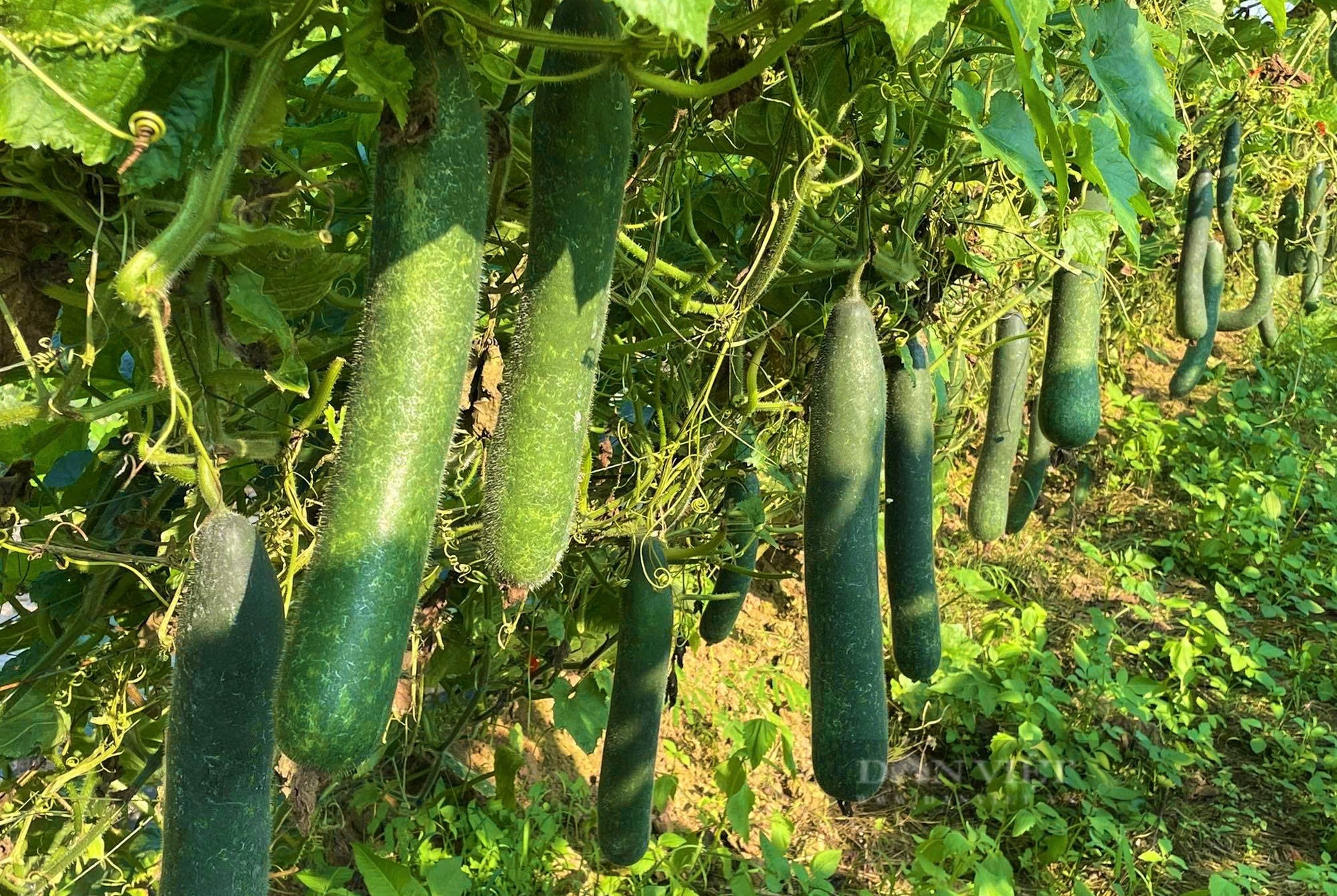 Nông dân nơi này ở Nghệ An trồng bí xanh trái vụ bằng cách gì mà quả treo trĩu giàn, giá lại lên cao vút - Ảnh 2.