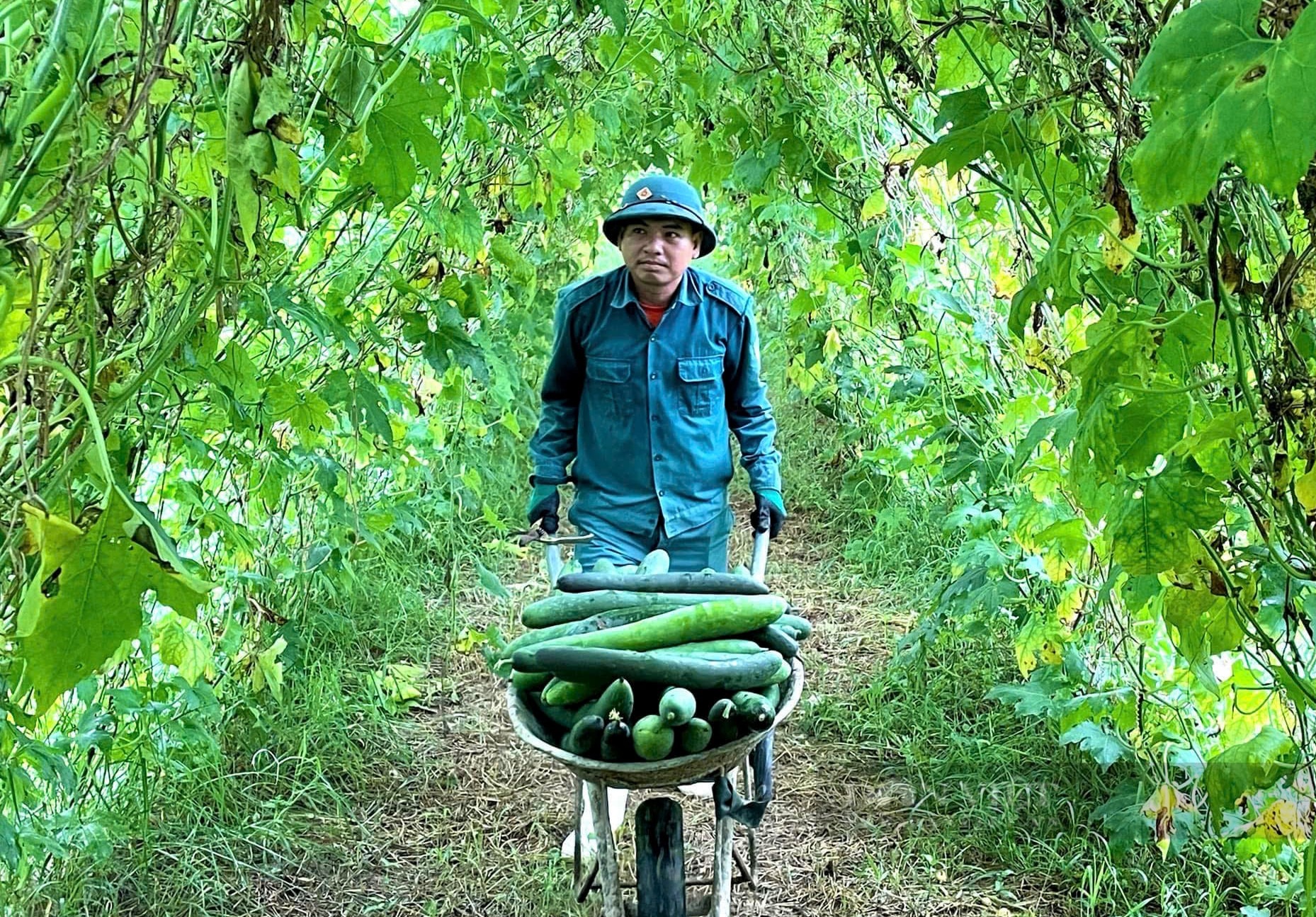 Nông dân nơi này ở Nghệ An trồng bí xanh trái vụ bằng cách gì mà quả treo trĩu giàn, giá lại lên cao vút - Ảnh 3.