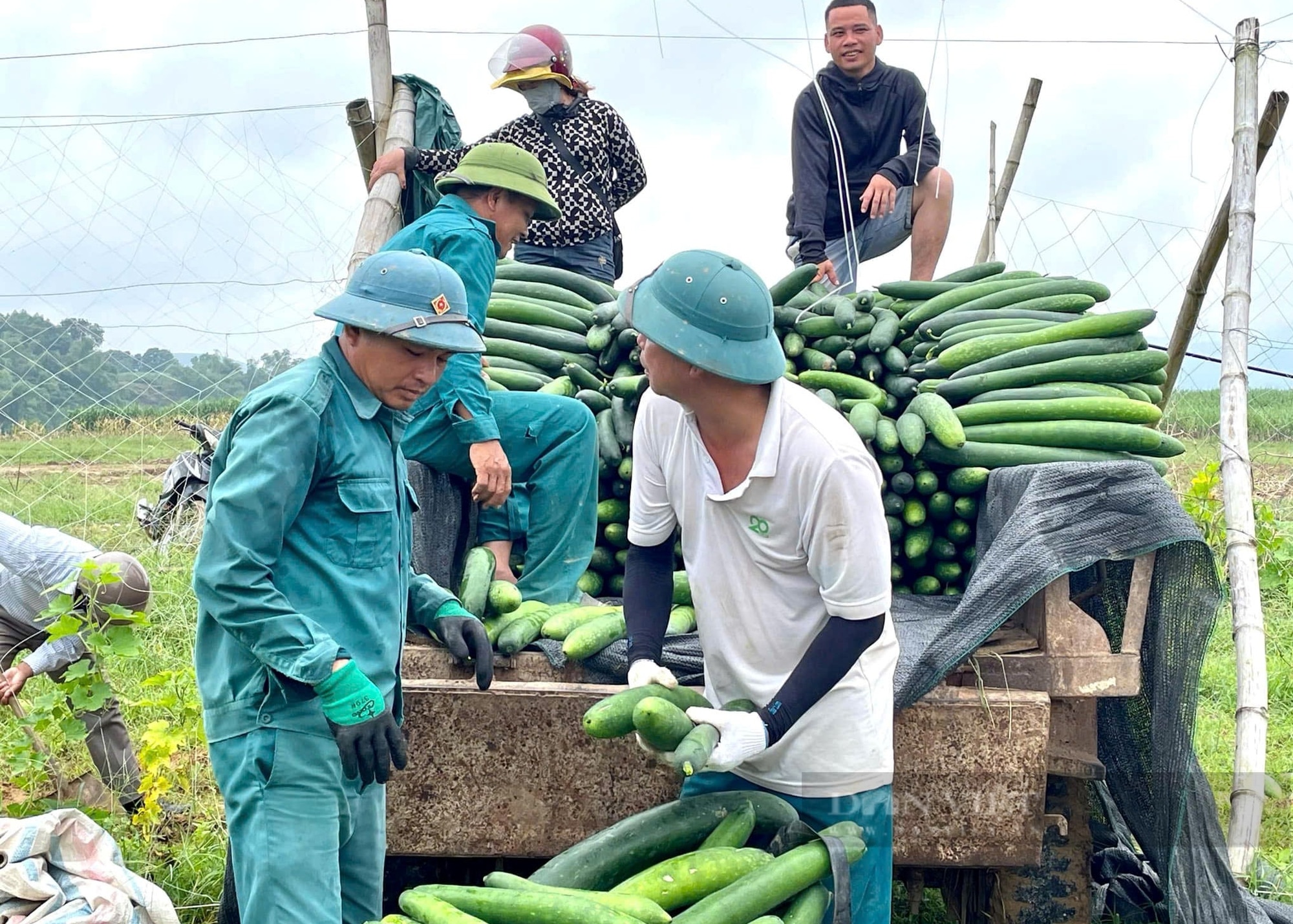 Nông dân nơi này ở Nghệ An trồng bí xanh trái vụ bằng cách gì mà quả treo trĩu giàn, giá lại lên cao vút - Ảnh 4.