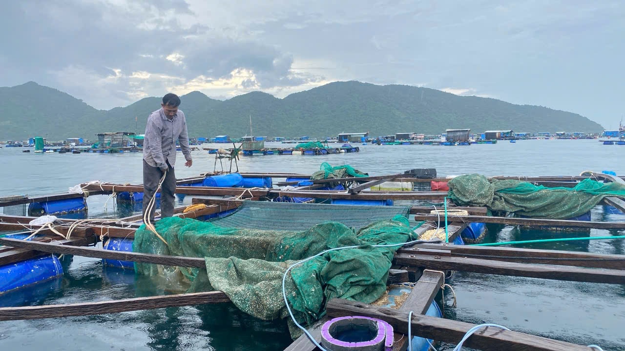 Trung Quốc chỉ thu mua tôm hùm nhỏ của ngư dân Khánh Hòa và Phú Yên lo lắng - Ảnh 2.